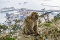 A view of a barbary macaque perched on the rock above Gibraltar Royalty Free Stock Photo