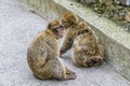 A view of barbary macaques on the rock of Gibraltar Royalty Free Stock Photo