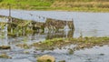 View of a barbed wire fence with plants and moss stuck in the river Royalty Free Stock Photo