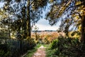 View of Barcelona from a tree tunnel Royalty Free Stock Photo