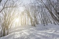 View of bare leafless tree in a snow winter woodland landscape. Royalty Free Stock Photo