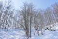 View of bare leafless tree in a snow winter woodland landscape. Royalty Free Stock Photo