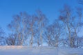 View of bare leafless tree in a snow winter woodland landscape. Royalty Free Stock Photo