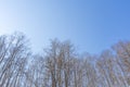 View of bare leafless tree in a snow winter woodland landscape. Royalty Free Stock Photo