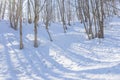 View of bare leafless tree in a snow winter woodland landscape. Royalty Free Stock Photo