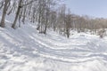 View of bare leafless tree in a snow winter woodland landscape. Royalty Free Stock Photo