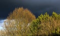 View on bare trees illuminated by bright evening sun with dark black cumulonimbus clouds of approching brewing thunderstorm in