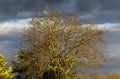 View on bare trees illuminated by bright evening sun with dark black cumulonimbus clouds of approching brewing thunderstorm in