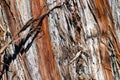 View of the bark of an old tree. Wood texture. Royalty Free Stock Photo