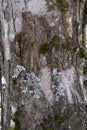 View of the bark of a tree covered with moss, lichen and snow 2 Royalty Free Stock Photo