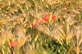 View on barley grass field in summer with red corn poppy flowers Papaver rhoeas Royalty Free Stock Photo