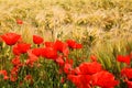 View on barley grass field in summer with red corn poppy flowers Papaver rhoeas Royalty Free Stock Photo