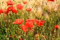 View on barley grass field in summer with red corn poppy flowers Papaver rhoeas Royalty Free Stock Photo