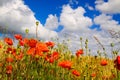 View on barley grass field in summer with red corn poppy flowers Papaver rhoeas against blue sky with scattered cumulus clouds Royalty Free Stock Photo