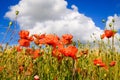 View on barley grass field in summer with red corn poppy flowers Papaver rhoeas against blue sky with scattered cumulus clouds Royalty Free Stock Photo