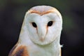 Barn owl looking at camera Royalty Free Stock Photo