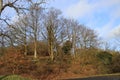 Grove of oak trees in front of sky, mild winter season in Germany at Middlerhine area