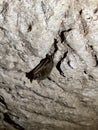 Bat in Longhorn Caverns Royalty Free Stock Photo
