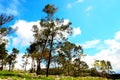 View at a batch of pine trees amongst rocks near Casertavecchia