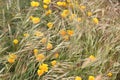 View of Bay with Native Plants Royalty Free Stock Photo