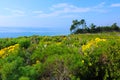 View of the beach from the cliffs with blue ocean water and yellow flowers Royalty Free Stock Photo