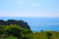 View of the beach from the cliffs with blue ocean water and yellow flowers