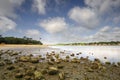 View of the beach of the cork oaks at low tide on the lake of Hossegor in the Landes, France