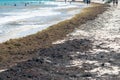 View of the beach full of Sargassum algae in the coast of Playa del Carmen City