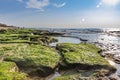 View of the beach at low tide. Stones covered with green wet seaweed with puddles of water between. People on horizon Royalty Free Stock Photo