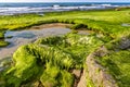 View of the beach at low tide. Stones covered with green wet seaweed with puddles of water between Royalty Free Stock Photo