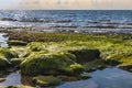 View of the beach at low tide. Stones covered with green wet seaweed with puddles of water between Royalty Free Stock Photo