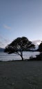 this is a view of the beach near a tree at dusk Royalty Free Stock Photo