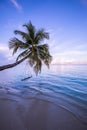 Twilight dreamy beach sunset, swing on palm tree over calm sea lagoon bay. Vertical landscape, shore romantic travel scene Royalty Free Stock Photo