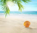 Seashell in the sand. Coconut palms on a tropical beach. Royalty Free Stock Photo
