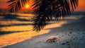 View of a beach with seashell and palm branches on the sand at sunset, selective focus. Concept of sandy beach holiday Royalty Free Stock Photo