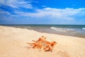 View of a beach with seashell on the sand under the hot summer sun, selective focus. Concept of sandy beach holiday Royalty Free Stock Photo