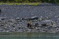 A view of a bear on the shore of Disenchartment Bay close to the Hubbard Glacier in Alaska Royalty Free Stock Photo