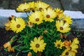 View of beautiful African daisy osteosperum yellow flowers Royalty Free Stock Photo