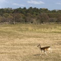 View on the beautiful Amsterdamse waterleidingduinen, a protected nature reserve