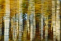 View of a beautiful autumn birch grove forest blurred in motion. Royalty Free Stock Photo