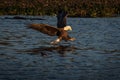 View of a beautiful bald eagle catching fish from a lake during sunrise Royalty Free Stock Photo