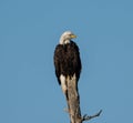 View of a beautiful Bald Eagle sitting on a wood against clear sky Royalty Free Stock Photo