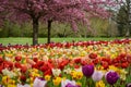 view of a beautiful bed of tulips in a park Royalty Free Stock Photo