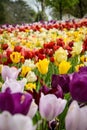 view of a beautiful bed of tulips in a park Royalty Free Stock Photo