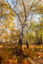 View of beautiful birch trees with white birch bark in the natural reserve of Manziana in Lazio