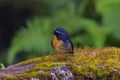 View of a beautiful bird in nature