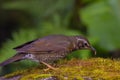 View of a beautiful bird in nature