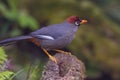 View of a beautiful bird in nature