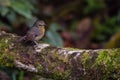 View of a beautiful bird in nature