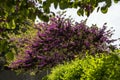 View of the beautiful blossoming tree among green plantings Royalty Free Stock Photo